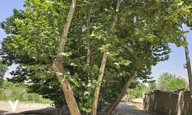 ببینید/ این بار؛ سایه «تبر» بر سر «چنارهای» محله «نصرآباد» اصفهان
