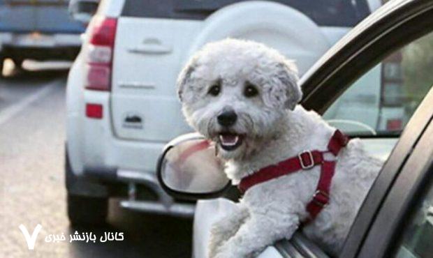 واکنش یک استاد دانشگاه به خبر ممنوعیت سگ‌گردانی در شهر/ به‌جای ممنوعیت قانون سگ‌داری وضع کنید