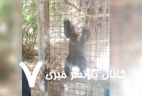 عضو کمیته متخصصان خرس قهوهای: پیدا کردن توله خرس کار راحتی نیست/ نگران انتقال توله خرس به خارج از پارک پردیسان هستیم عضو کمیته متخصصان خرس قهوهای: پیدا کردن توله خرس کار راحتی نیست/ نگران انتقال توله خرس به خارج از پارک پردیسان هستیم