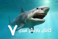 اگر کوسه‌ها شش ندارند، پس سوراخ بینی آن‌ها چه کاربردی دارد؟