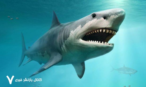 اگر کوسه‌ها شش ندارند، پس سوراخ بینی آن‌ها چه کاربردی دارد؟