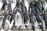 توقیف خودرو حامل ماهی قاچاق در ایست و بازرسی سیریک