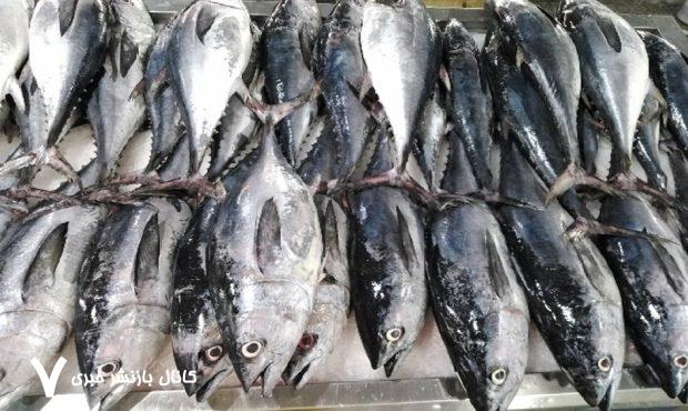 توقیف خودرو حامل ماهی قاچاق در ایست و بازرسی سیریک