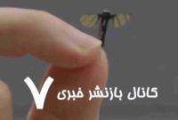 این موجود پشه نیست؛ ریزپرنده است! /فیلم