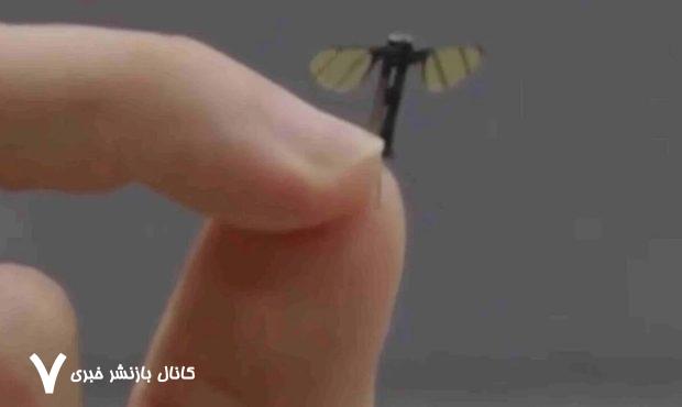 این موجود پشه نیست؛ ریزپرنده است! /فیلم