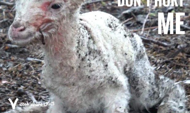 Why Compassion Matters: Confronting the Hidden Psychological Cost of Animal Cruelty Why Compassion Matters: Confronting the Hidden Psychological Cost of Animal Cruelty