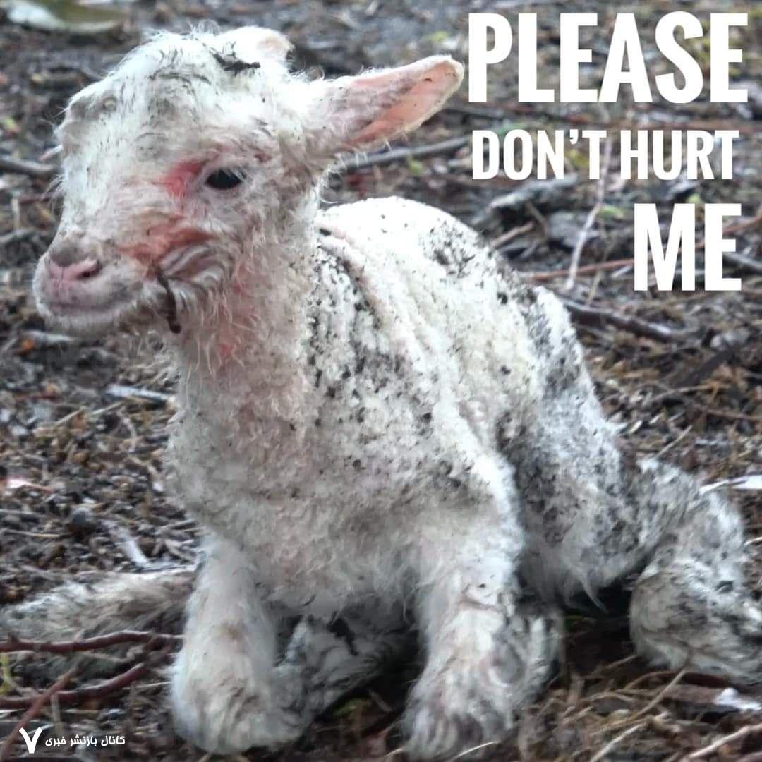 Factory Farms Cruelty