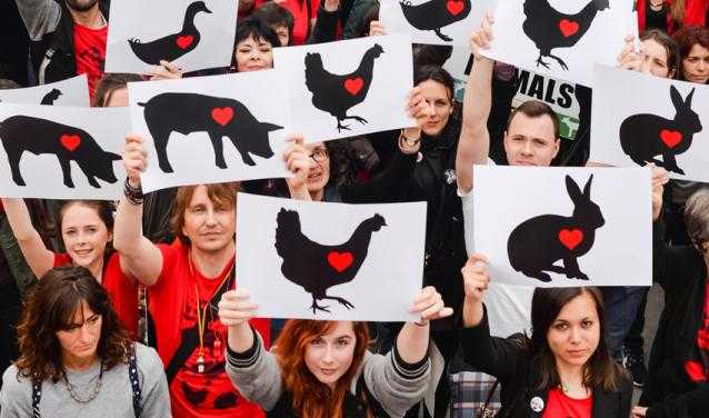The Interconnectedness of Animal Rights and Human Rights