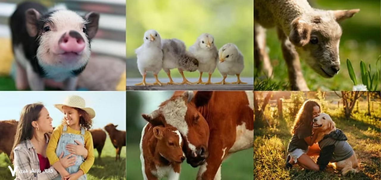 https://cruelty.farm/animals