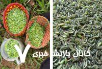 اگر مطمئن هستید حال‌تان بد نمی‌شود؛ درباره غذای محبوب ویتنامی‌ها بخوانید!/ عکس