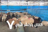 هشدارهای جدی درباره ذبح دام در عید قربان/ گوشت قربانی را ۲۴ ساعت در یخچال قرار دهید