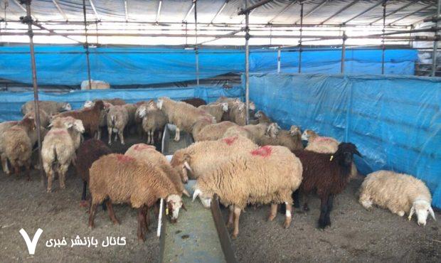 هشدارهای جدی درباره ذبح دام در عید قربان/ گوشت قربانی را ۲۴ ساعت در یخچال قرار دهید