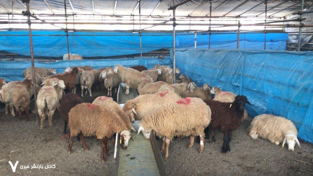 هشدارهای جدی درباره ذبح دام در عید قربان گوشت قربانی