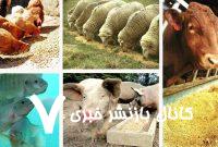 حقیقت پشت پرده: بررسی علمی شایعات درباره مضرات رژیم گیاهی و وگان حقیقت پشت پرده: بررسی علمی شایعات درباره مضرات رژیم گیاهی و وگان