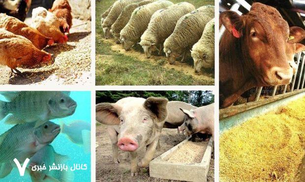 حقیقت پشت پرده: بررسی علمی شایعات درباره مضرات رژیم گیاهی و وگان حقیقت پشت پرده: بررسی علمی شایعات درباره مضرات رژیم گیاهی و وگان