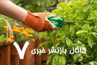 این گیاهان هوا را آلوده میکنند! این گیاهان هوا را آلوده میکنند!