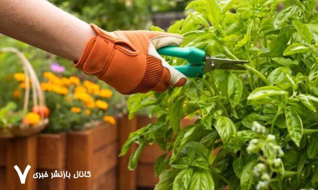 این گیاهان هوا را آلوده می‌کنند!