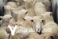 مزارع صنعتی؛ فاجعه‌ای پنهان برای حیوانات، انسان‌ها و زمین