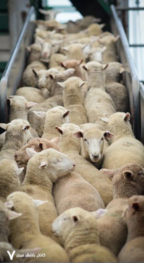 Factory Farming: Cruelty for Humans, Animals and the Planet July 2025