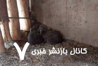 توله خرس پردیسان چه شد؟