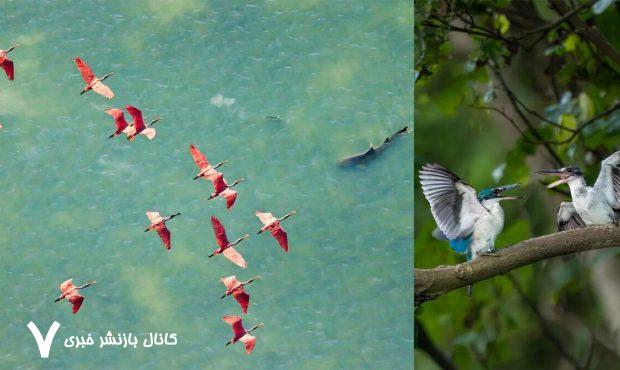 برندگان جوایز عکاسی مانگرو اعلام شدند/عکس
