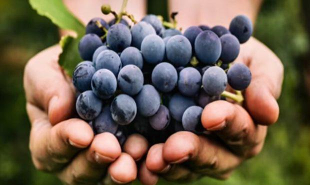 خواص انگور سیاه برای قلب و مغز