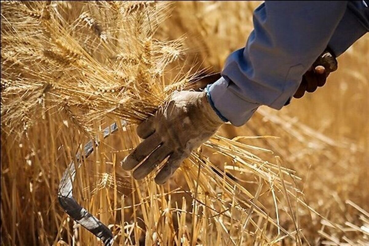 هشدار مهم درباره خروج گندم از چرخه خرید تضمینی / ریالی از مطالبات گندمکاران پرداخت نشده است 2 هشدار مهم درباره خروج گندم از چرخه خرید تضمینی